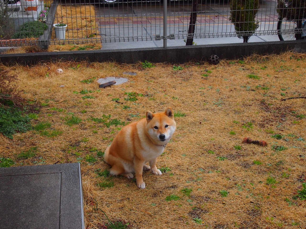 北非雄鹰展翅欧洲足坛，阿尔及利亚完胜切尔西，萨卡在意甲焦点战接管比赛